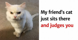 Photos Proving That Cats Are Judgmental Creatures Who Disapprove Of Your Poor Life Choices