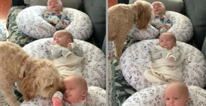 Cute Dog Checks Up On Newborn Triplets Everyday To Make Sure They're Safe