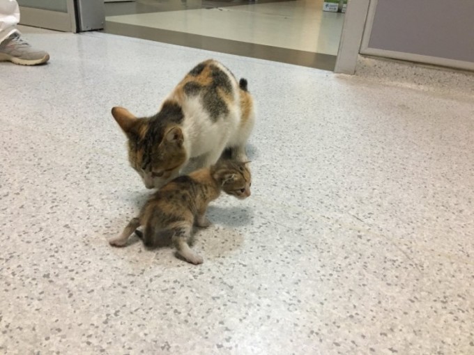 Stray Mommy Cat Brings Her Kitten To The Hospital For Help, Medics Take Care Of Them - 2