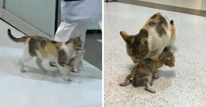 Stray Mommy Cat Brings Her Kitten To The Hospital For Help, Medics Take Care Of Them - 1